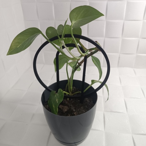 Podpórka do roślin Doniczkowych Okręgi Pergola Drabinka 19,5cm