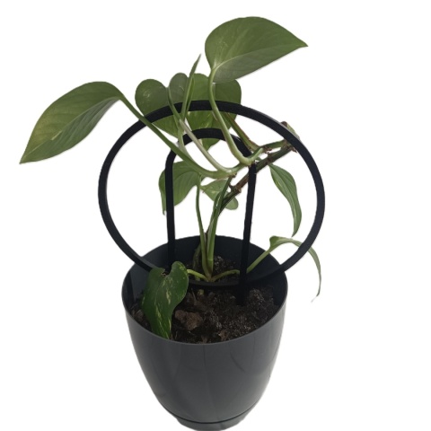 Podpórka do roślin Doniczkowych Okręgi Pergola Drabinka 19,5cm