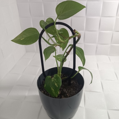 Podpórka do roślin Doniczkowych Okręgi Pergola Drabinka 21cm