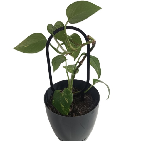 Podpórka do roślin Doniczkowych Okręgi Pergola Drabinka 21cm